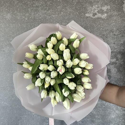 50 white tulip