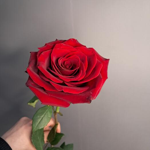 Роза Эксплорер 50см