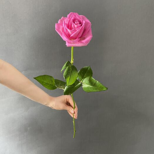 Rosa Aqua 50 cm