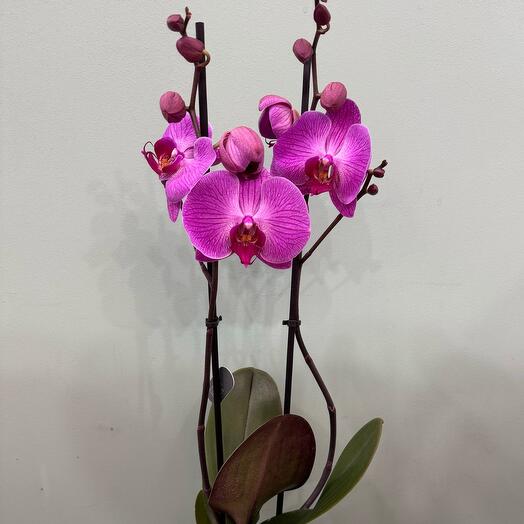 Орхидея фиолетовая Фаленопсис