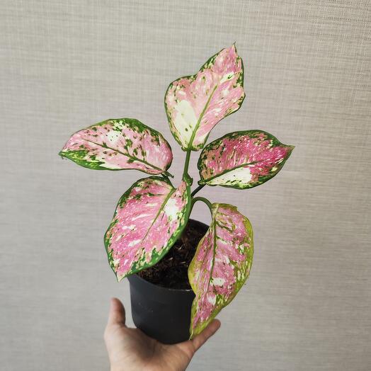 Аглаонема Pink Anyamanee