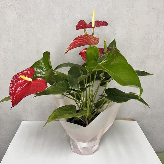 Комнатное растение Антуриум