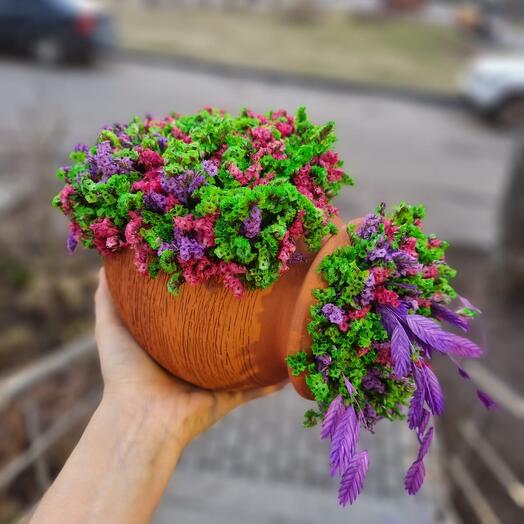Лимониум в кувшине
