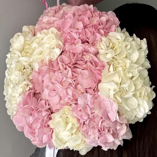 A magnificent bouquet of pink and cream hydrangeas