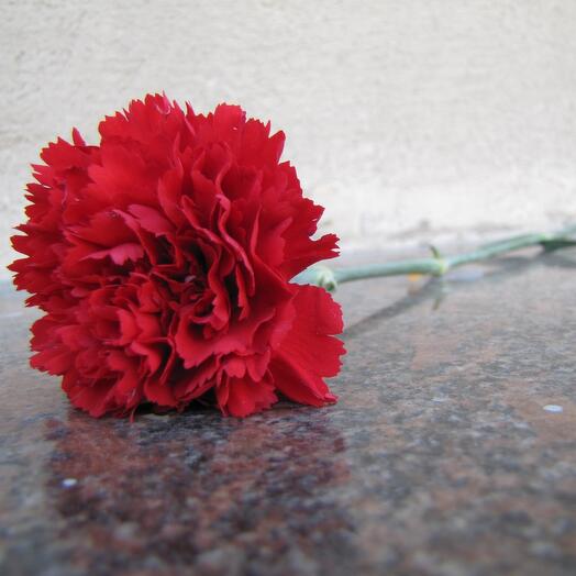 Гвоздика красная