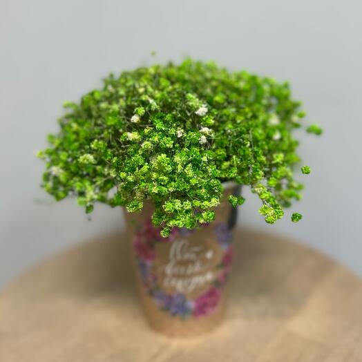 Гипсофила сухоцвет зеленый