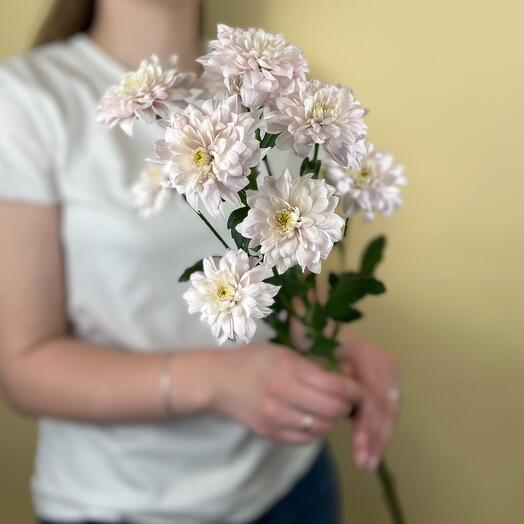 Хризантема нежно розовая