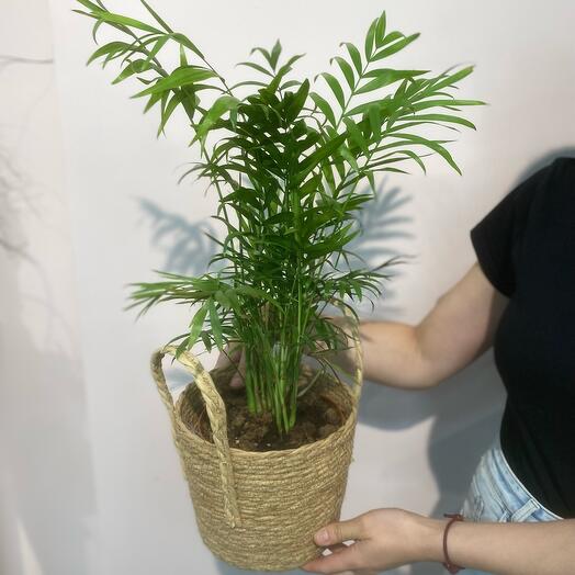 Комнатное растение Хамедорея