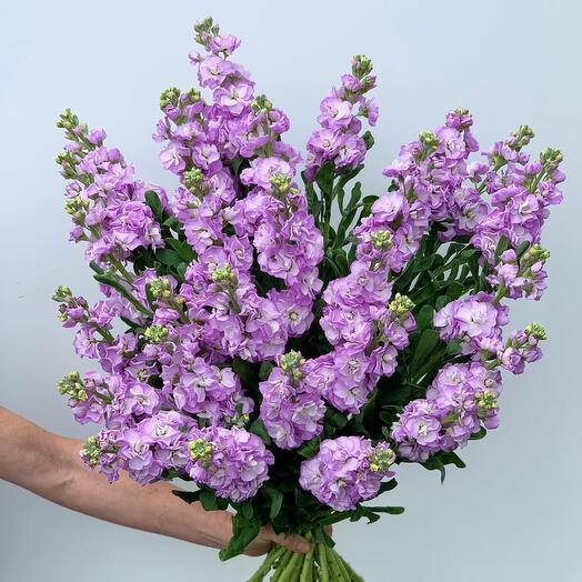 Красивый букет из маттиолы