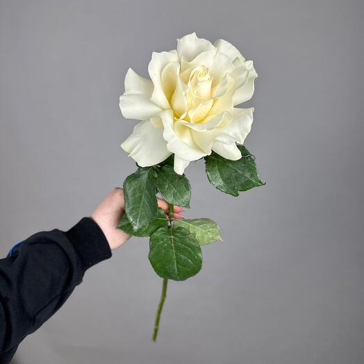 Ажурная Белая Роза Мондиал