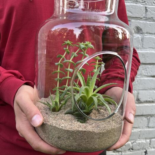 Суккулентная колба