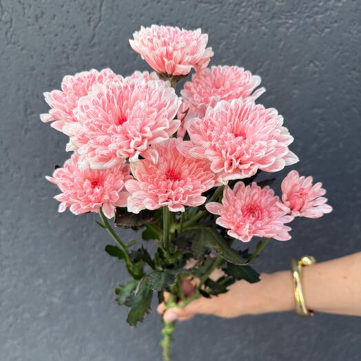 Хризантема кустовая нежно розовая