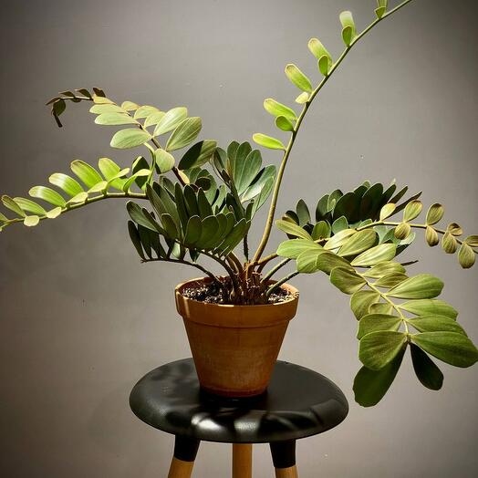 Замия Фурфурацея