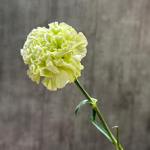 Диантус нежно зеленый (гвоздика)