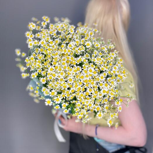 Ромашки . Голландия