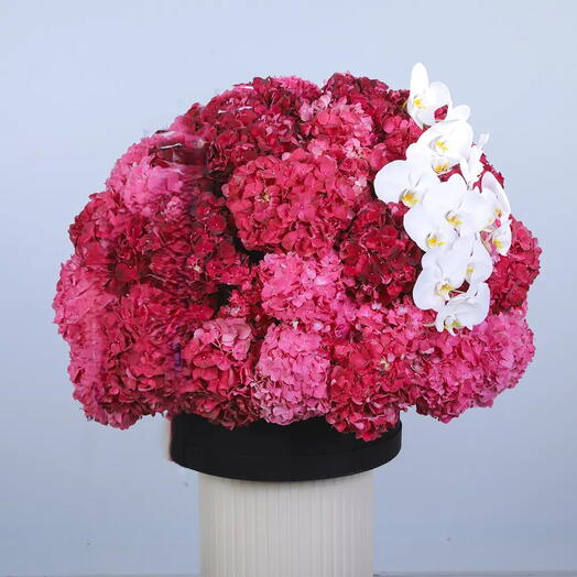 Румянец Багровый Блаженство