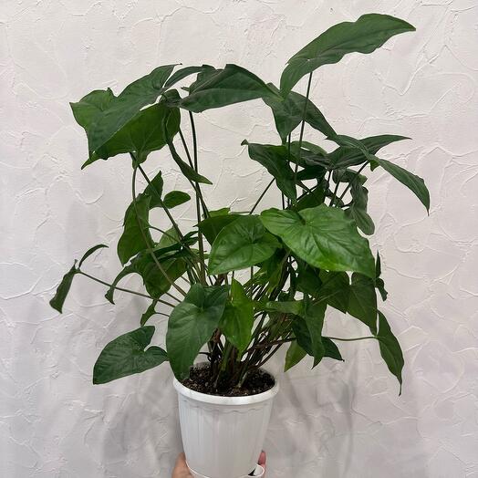 Сингониум зеленый