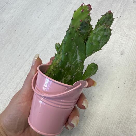Кактус 🌵