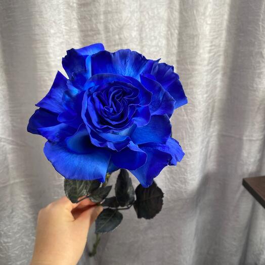 Французская синяя роза