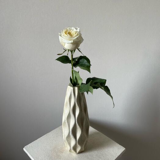 Роза Канделайт