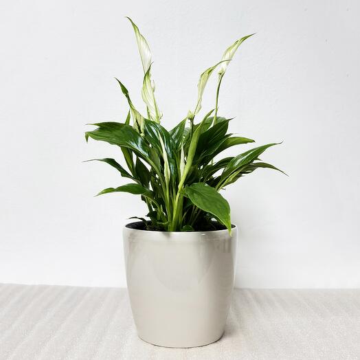 Спатифиллум Женское счастье, в кремовом кашпо с автополивом, высота 35-40см