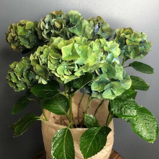 Гортензия в горшке