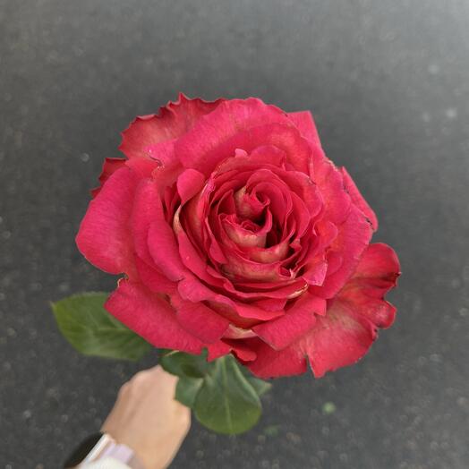 Роза Игуаза