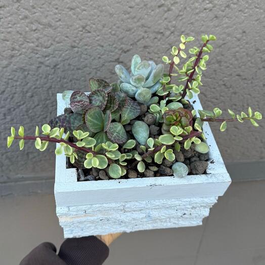 Composición de suculentas y plantitas en una caja
