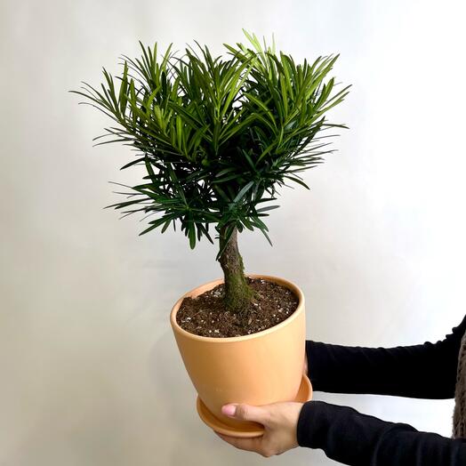 Комнатное растение живое, Бонсай Подокарпус в керамическом горшке с поддоном,44 см