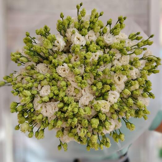 51 Эустома белая