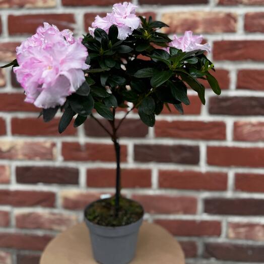 Комнатное растение Азалия на штамбе нежно розовая в горшке