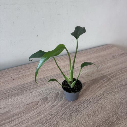 Монстера Бурле Маркс Флейм (monstera Burle Marx flame)