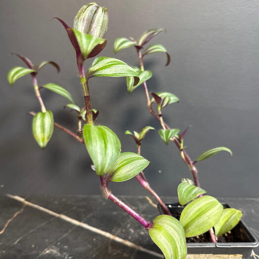 Комнатное растение Традесканция Эванес (Tradescantia zebrina Evanesce)