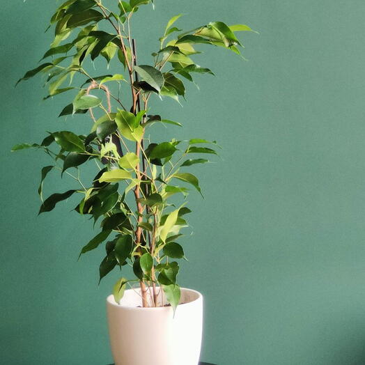 Фикус бенд Даниэль в кашпо