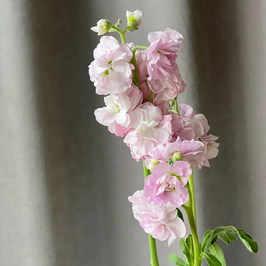 🌸Ароматная маттиола левкой розовая, лиловая цветы подарок маме, любимой девушке, женщине, жене, бабушке букет