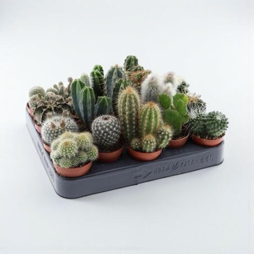 Set Cactus Mix (20 штук)
