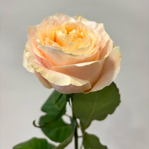 Роза пионовидная Princess Crown