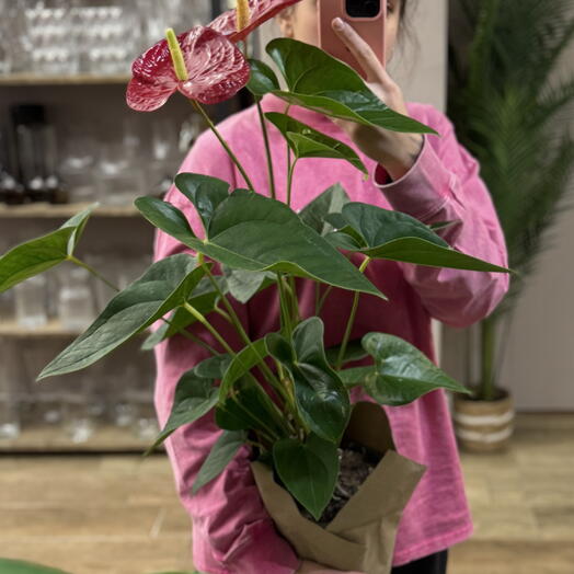 Антуриум красный