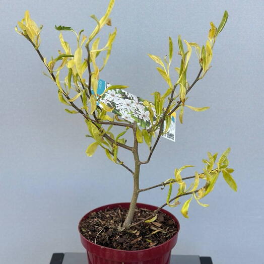 Магнолия (MAGNOLIA OVERIG)