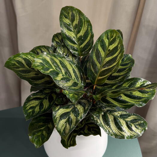 Калатея Макояна