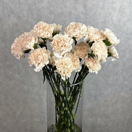 Банч (пачка 19 шт) Диантус (гвоздика) кремовый Брют 50-55 см