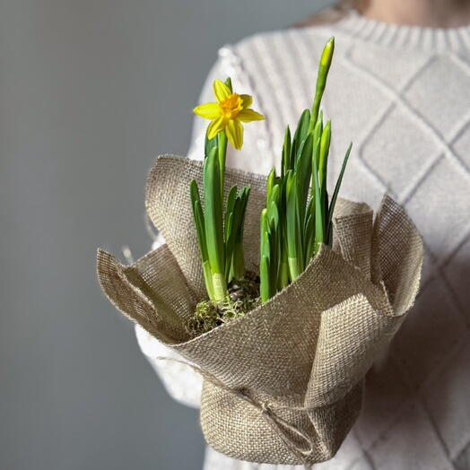 Луковичные нарциссы в экологичной мешковине