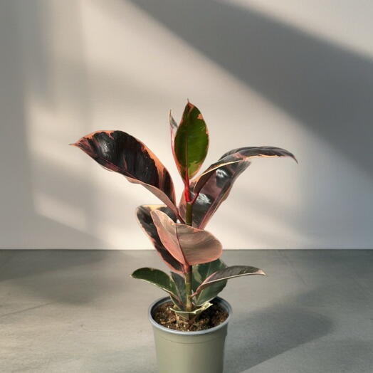 Фикус (FICUS EL MIX)