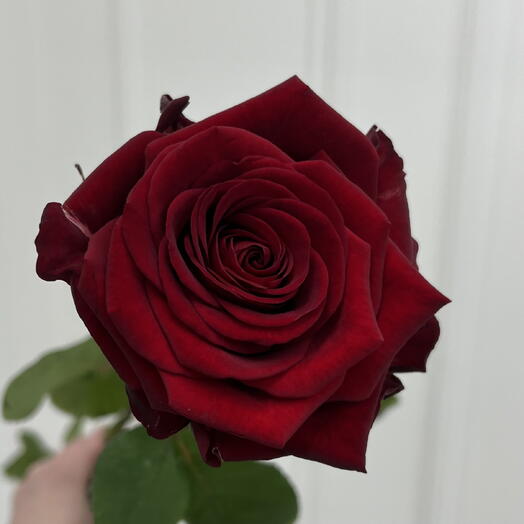 Красная роза Red Naomi