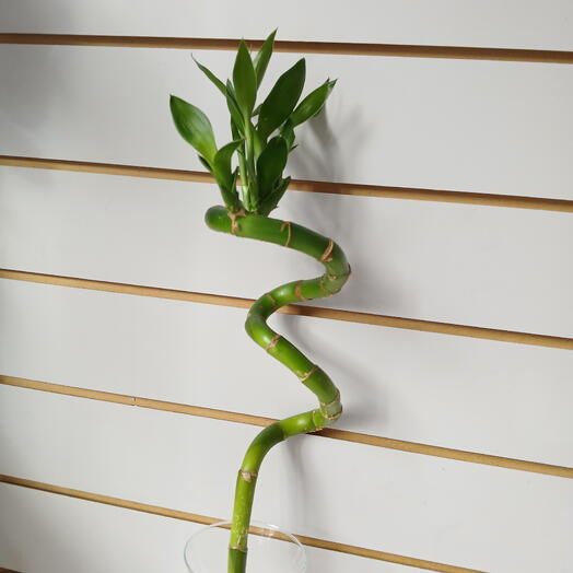 Лаки Бамбук спираль/ Драцена Сандериана ( на воде)