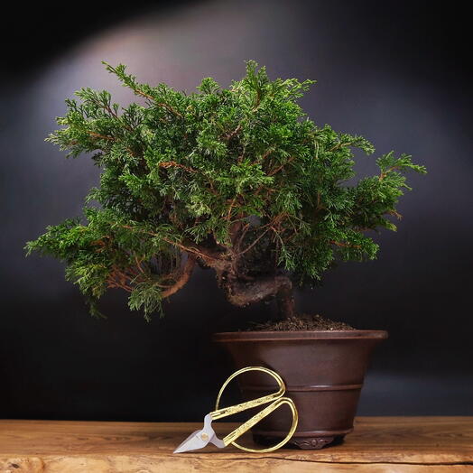 Бонсай Можжевельник с ножницами, 36см, 25 лет