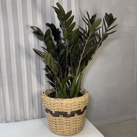 Замиокулькас в наборе с плетеным кашпо