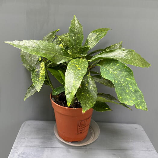 Аукуба (Aucuba japonica) — «золотое дерево»
