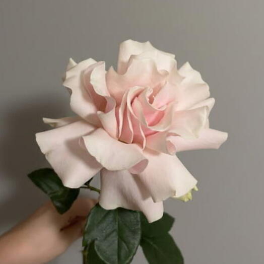 Французская роза🌹