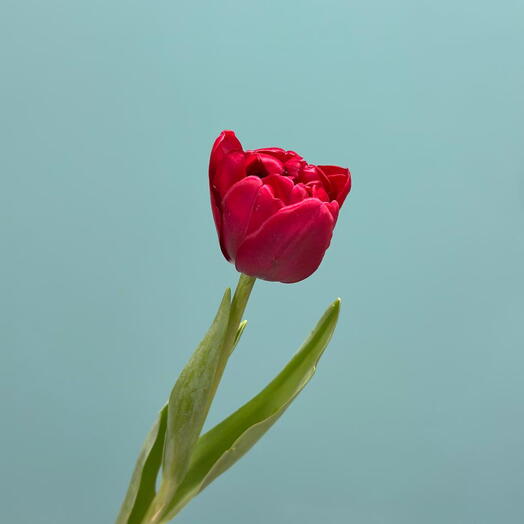 Тюльпан пионовидный